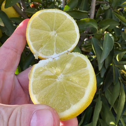 波斯柠檬