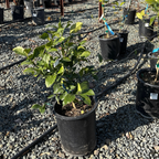 Meyer Lemon