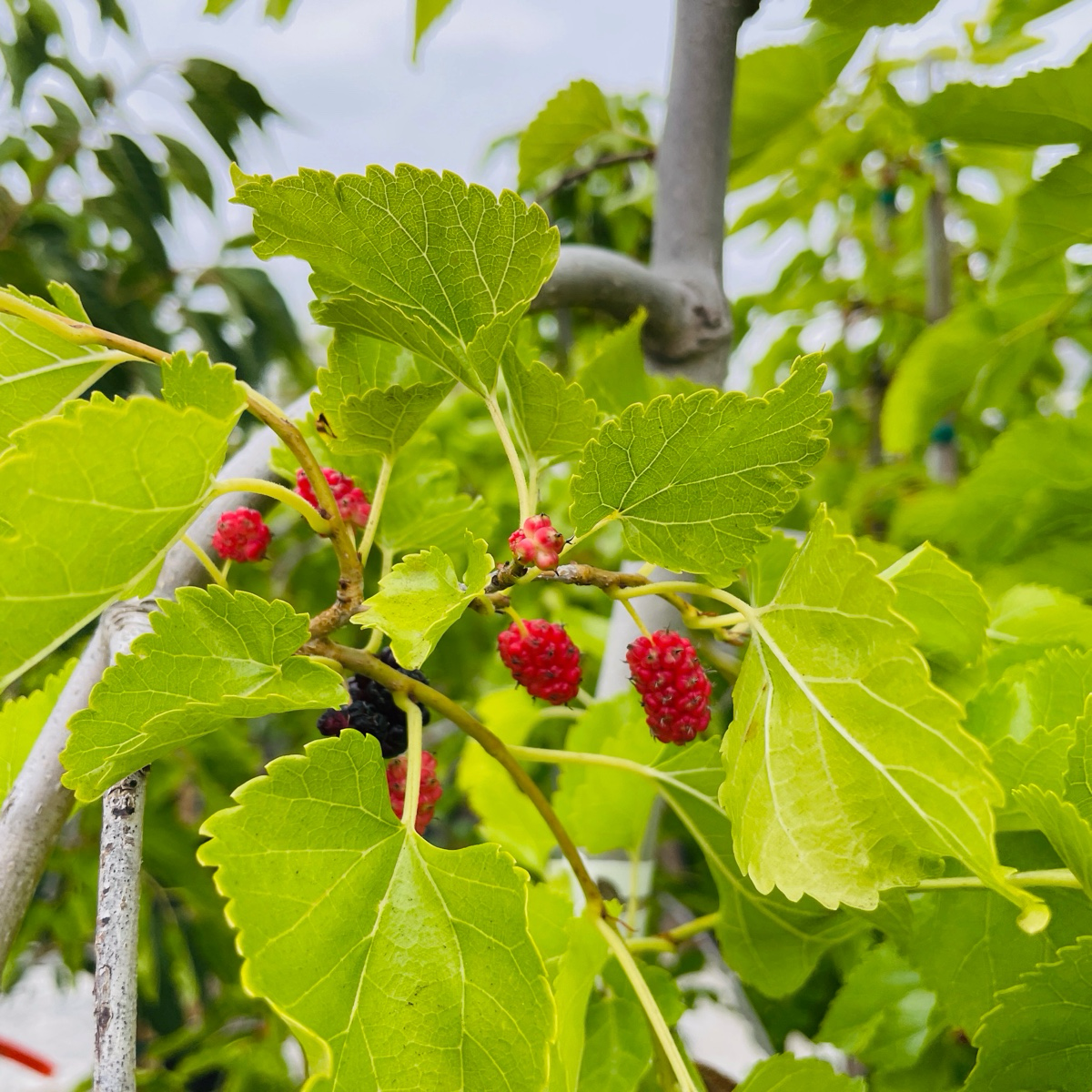 Tea‘s Weeping Mulberry