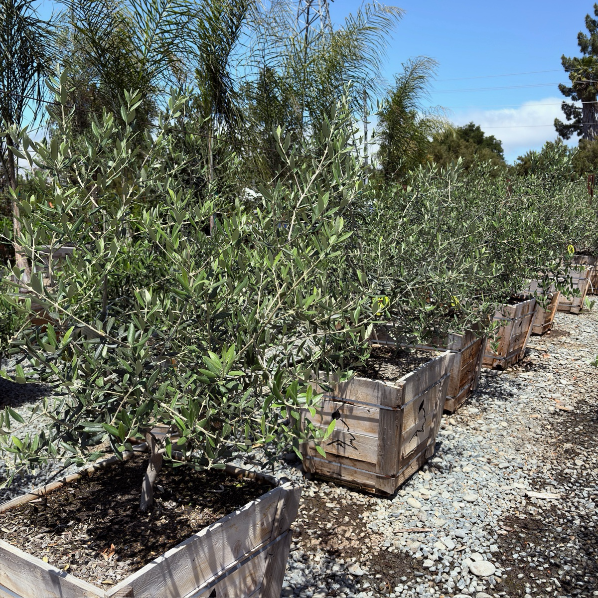 Swan Hill Olives®