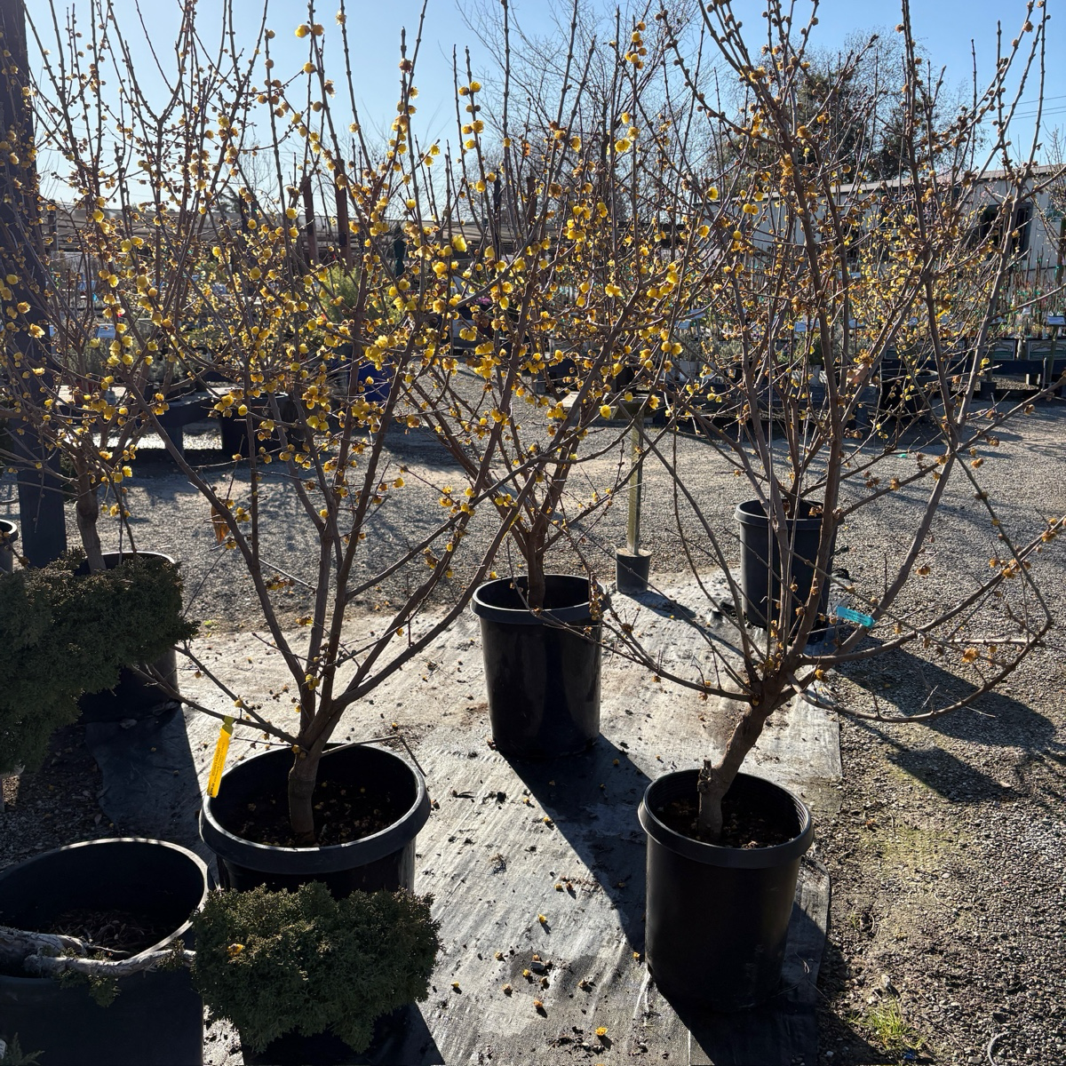 Yellow Winter Sweet
