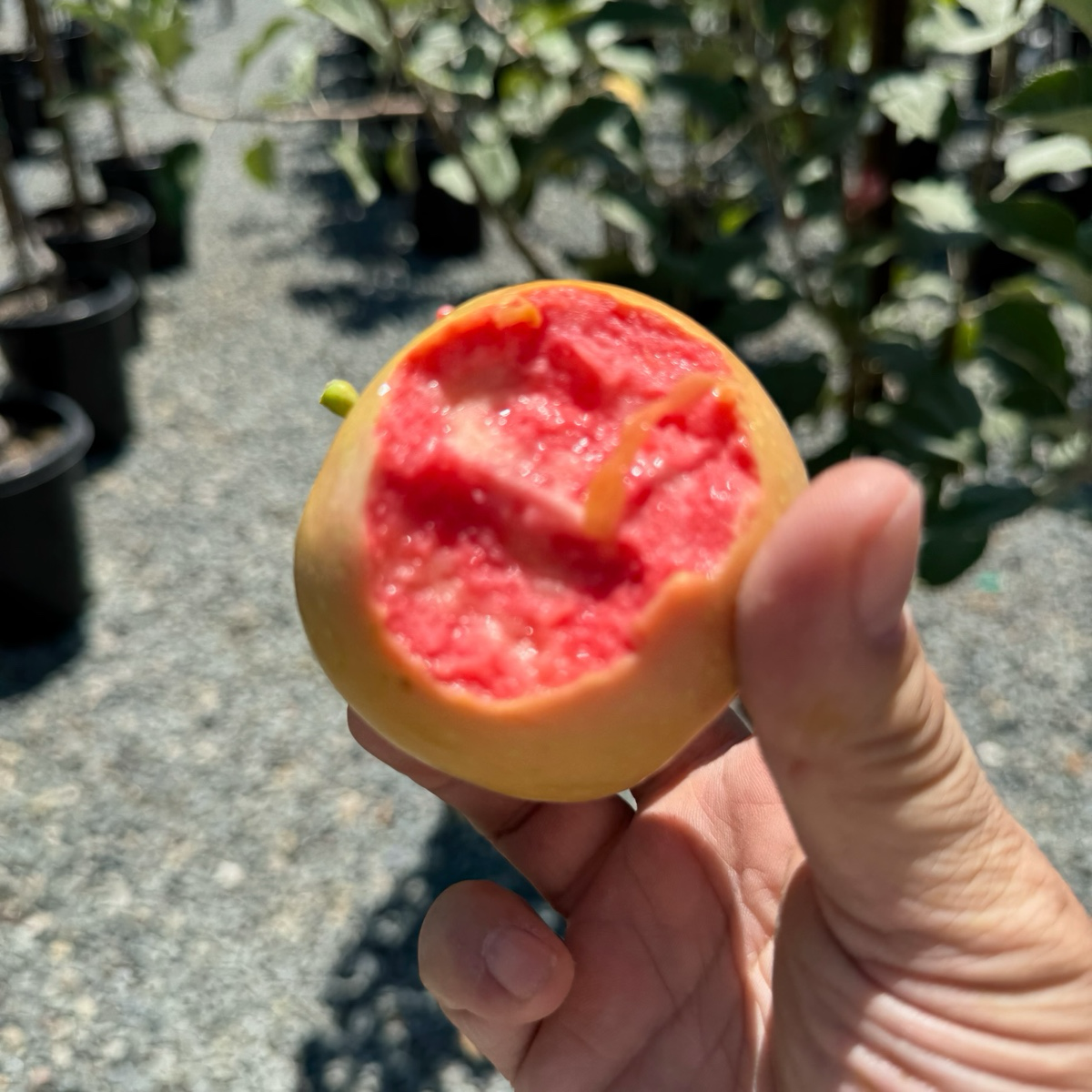 粉红珍珠苹果