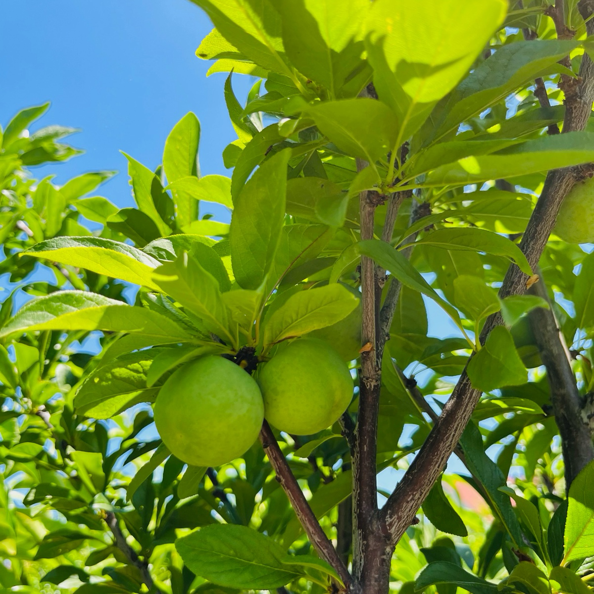 Dapple Dandy Pluot