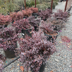 Red Chinese Fringeflower