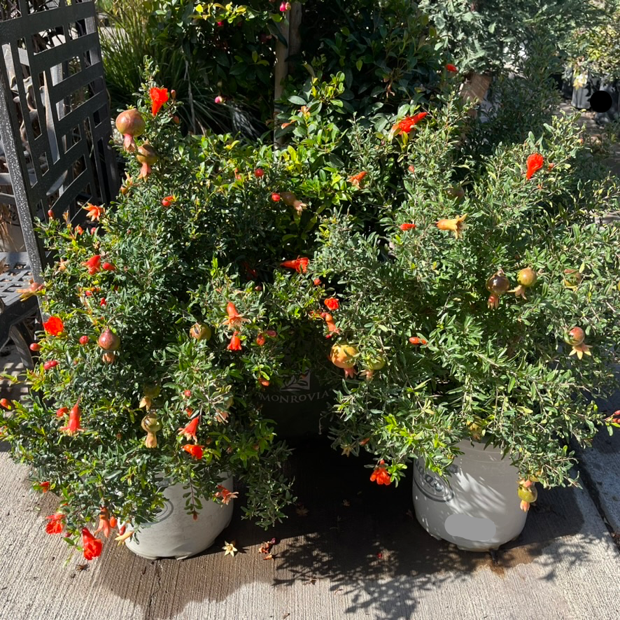 Nana Pomegranate