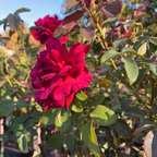 茶香月季-浴火英雄