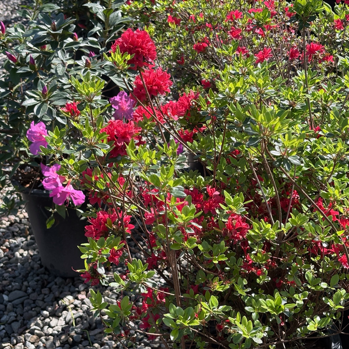 Hino Crimson Azalea