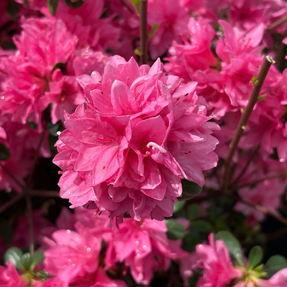 Azalea ’Sherwood Pink‘