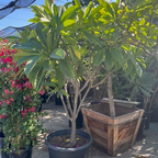 White Yellow  Plumeria