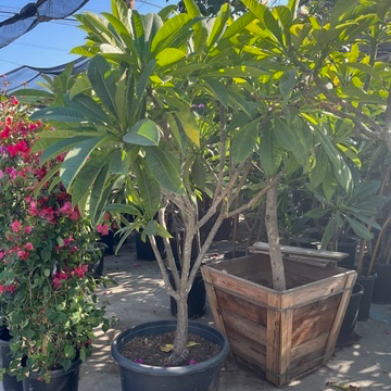 White Yellow  Plumeria