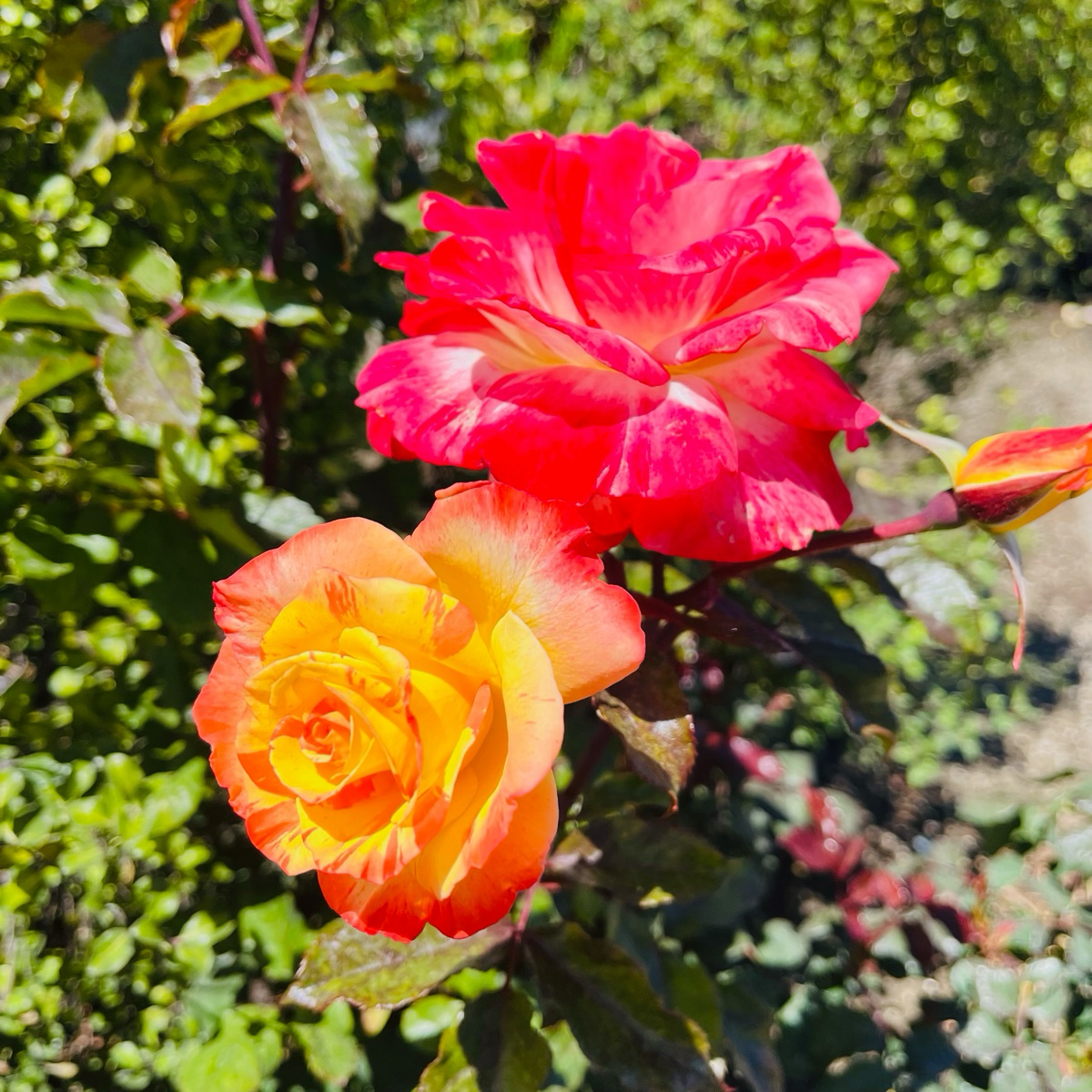 Chihuly Rose