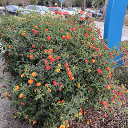 Radiation Lantana