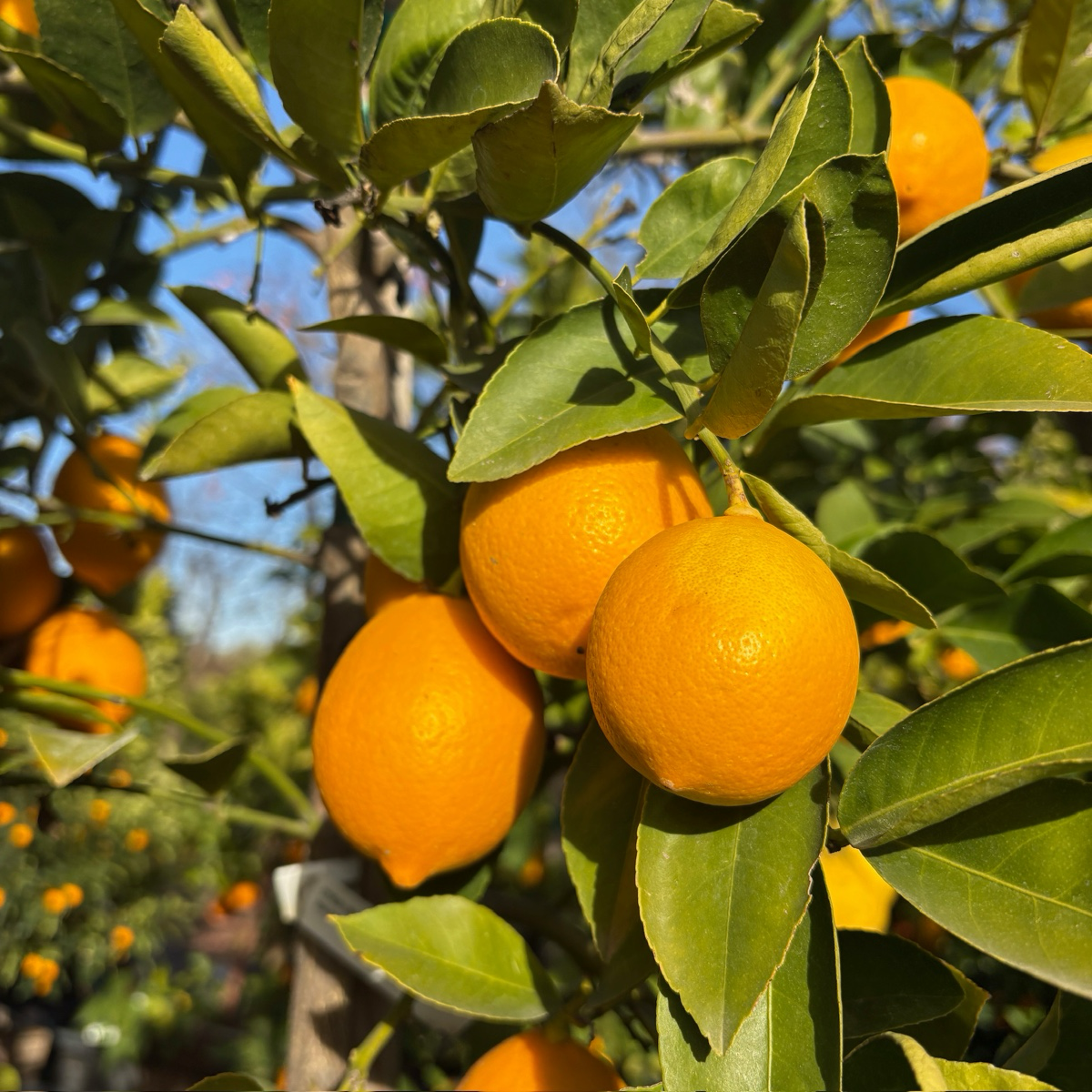 Meyer Lemon