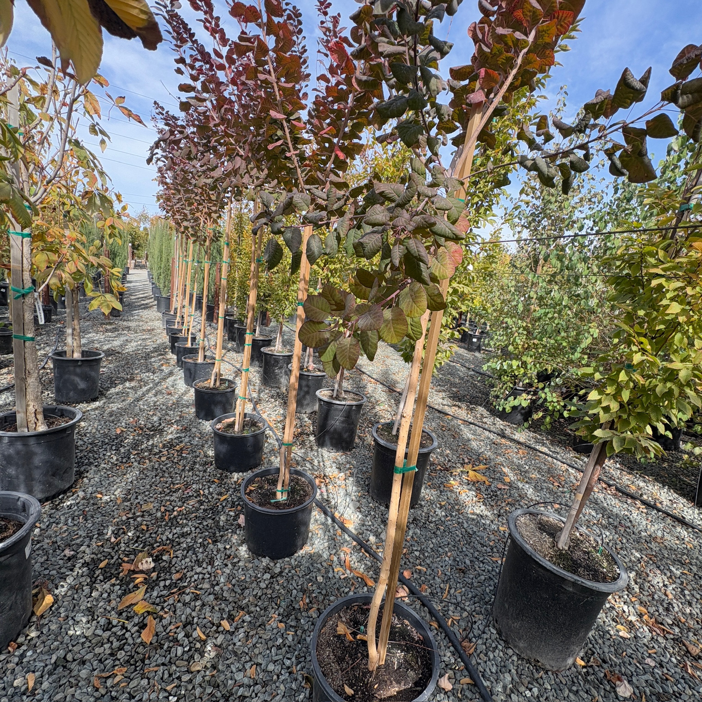 Smoke Tree-Royal Purple Smoke