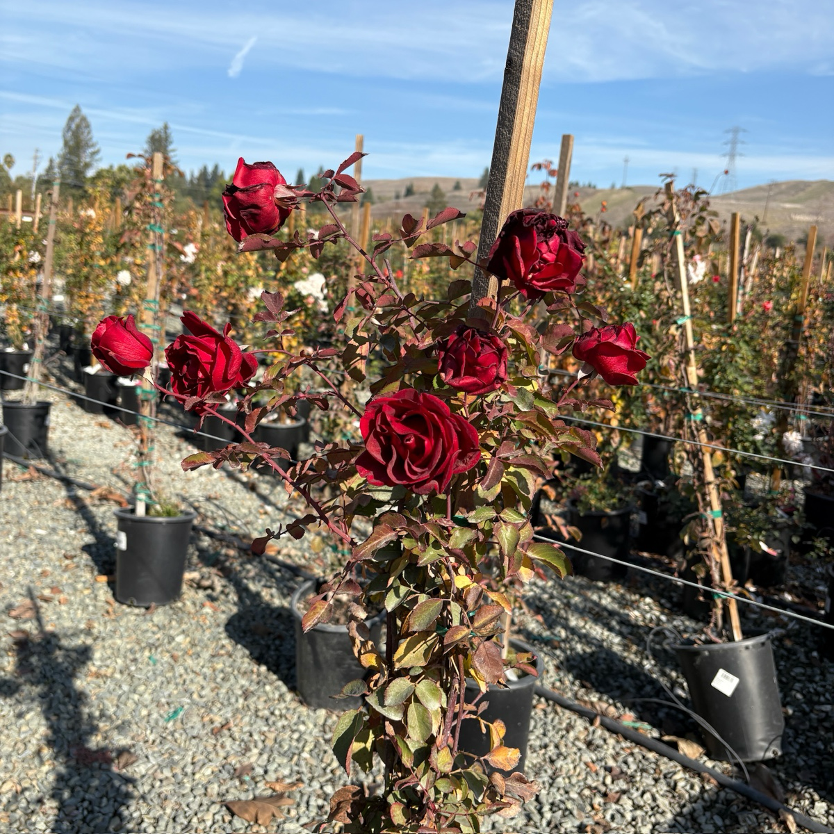 Don Juan Climbing Rose