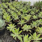 Ray of Light  Fox Tail Agave