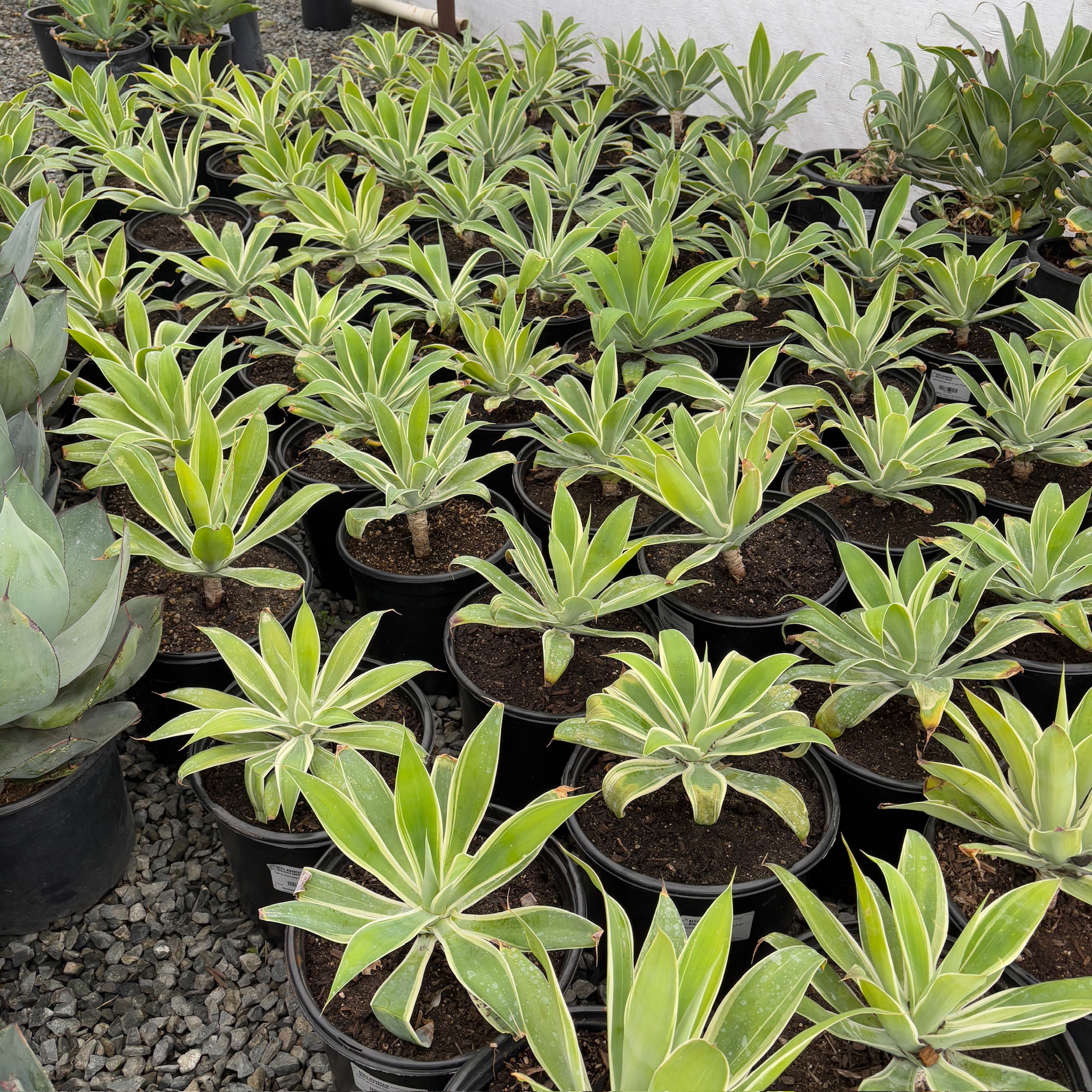 Ray of Light  Fox Tail Agave