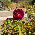 壮花月季-暮光之城