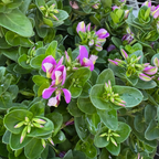 远志-小蝴蝶甜豌豆