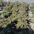 铺地银桦-粉花