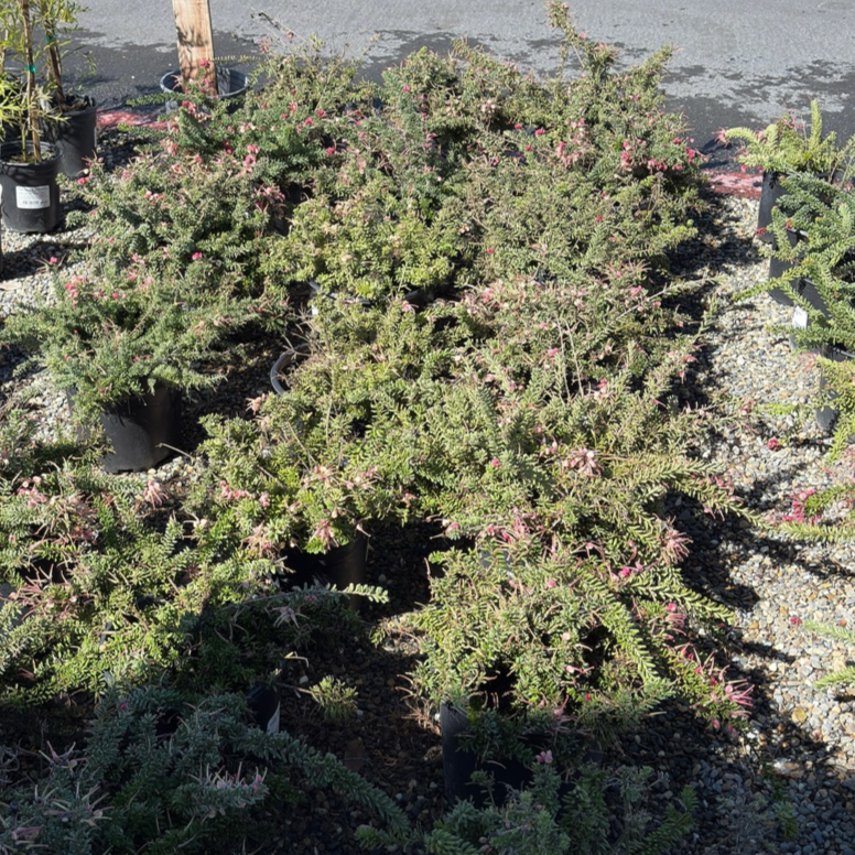Mt.Tamboritha Woolly Grevillea