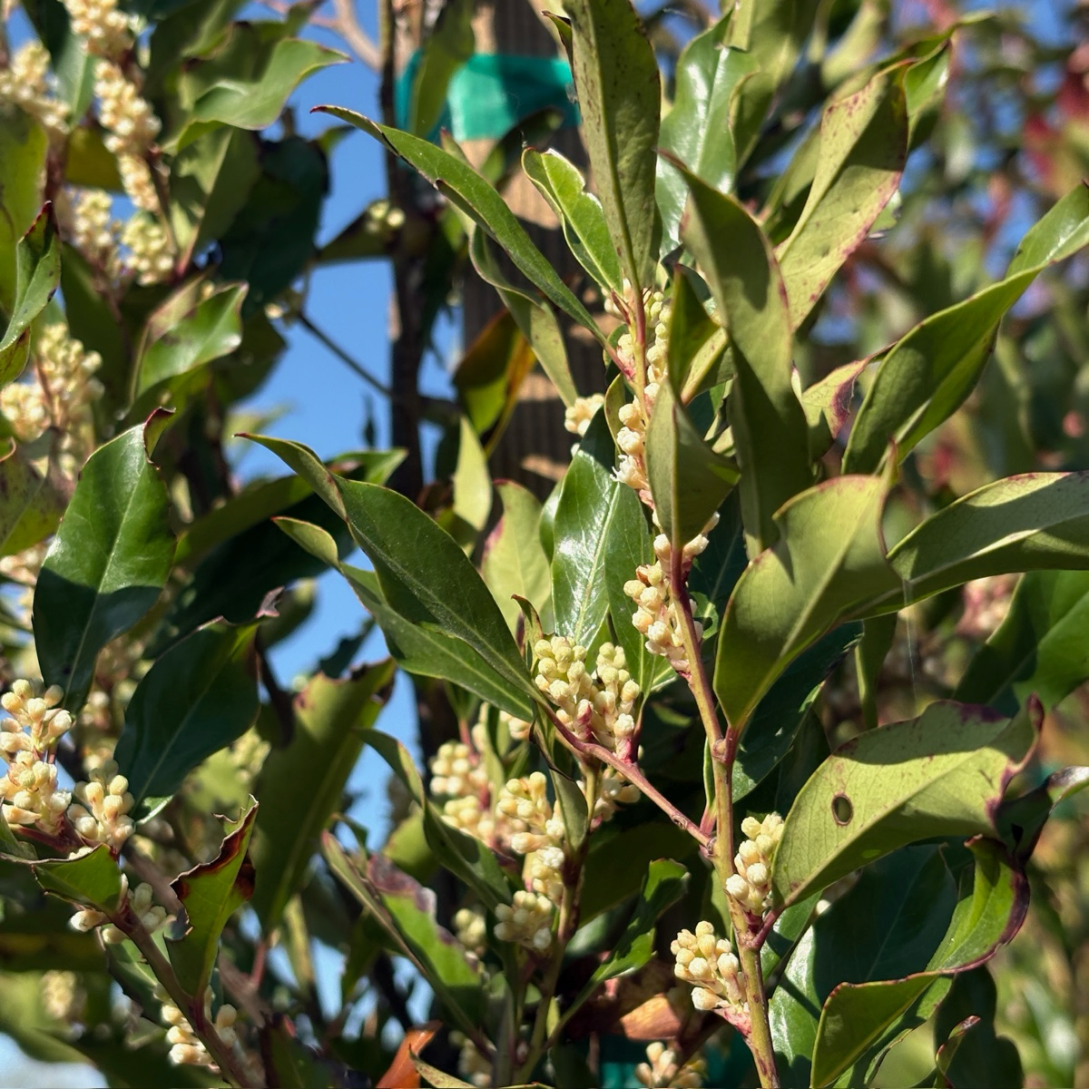 Carolina Cherry Laurel