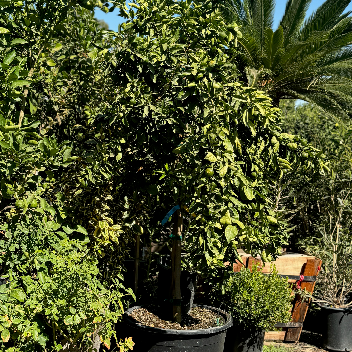 Citrus Trees - Nugget Oranges