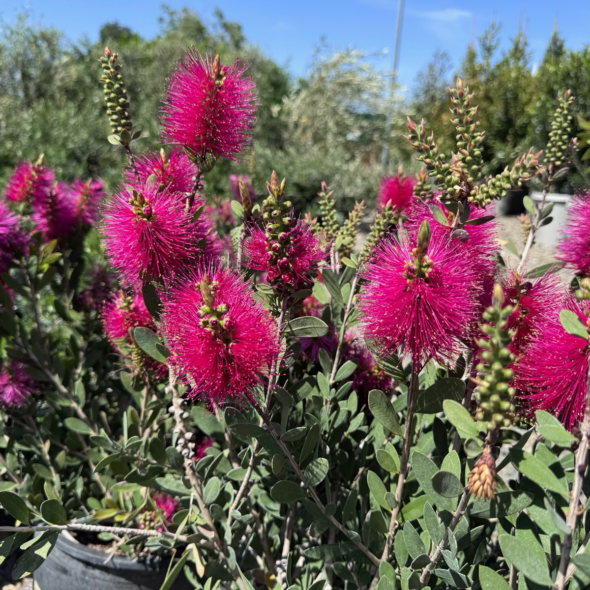Neon Pink Bottle Pop Bottlebrush