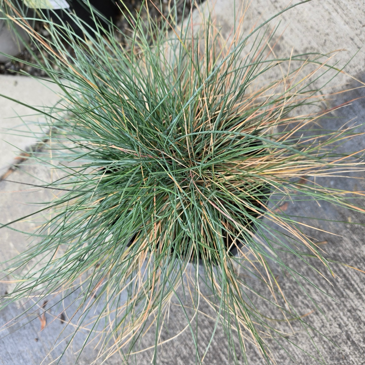 Elijah Blue Common Blue Fescue