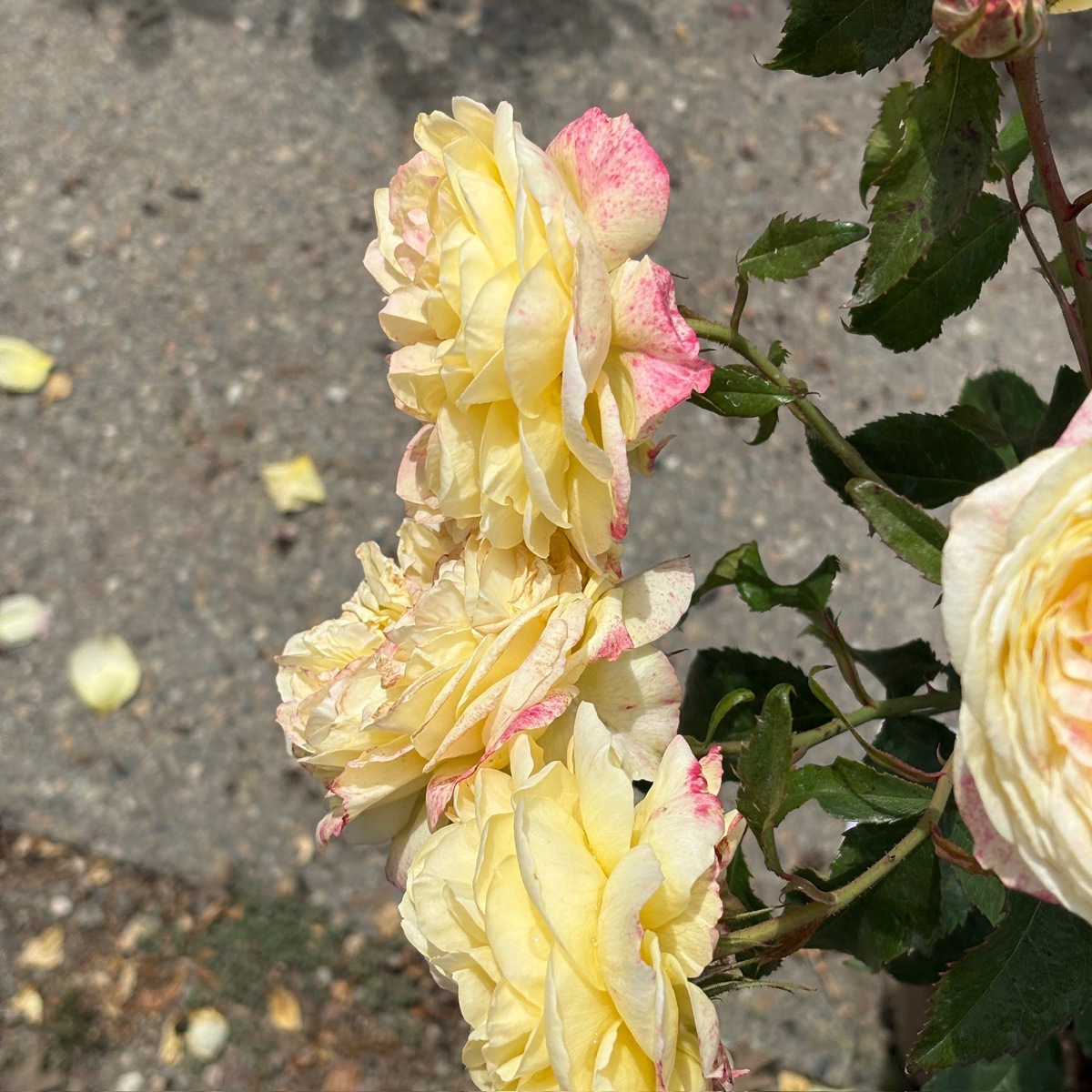 壮花月季-波普艺术