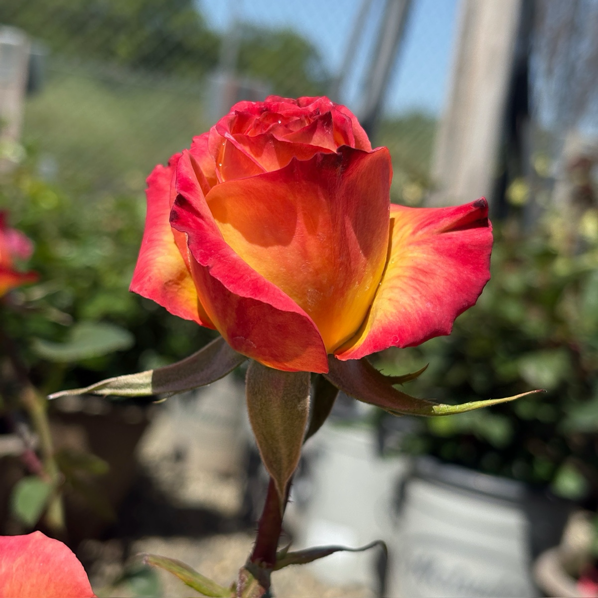 Perfect Moment Rose