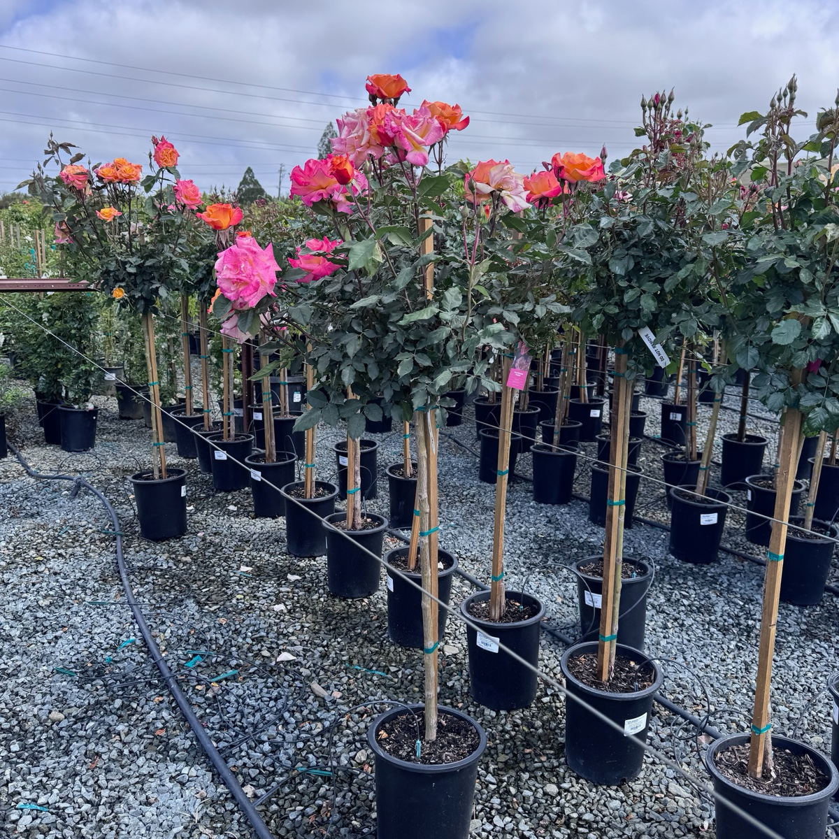 Rio Samba Rose
