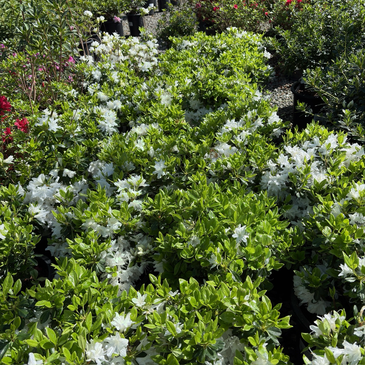 Snow Azalea
