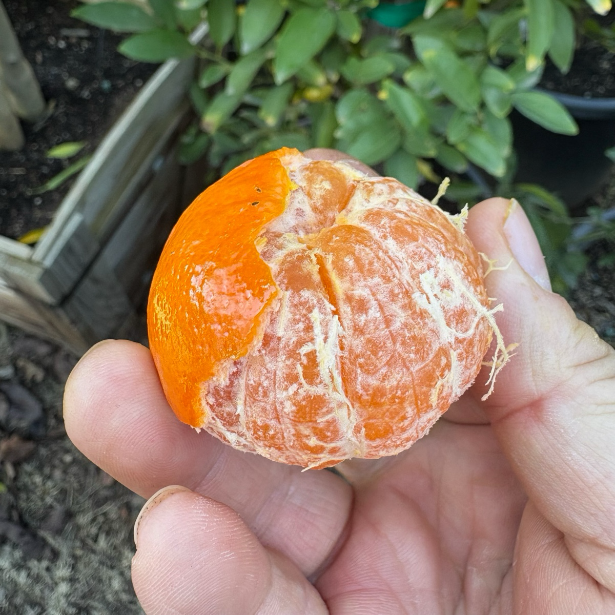 Tango Mandarin