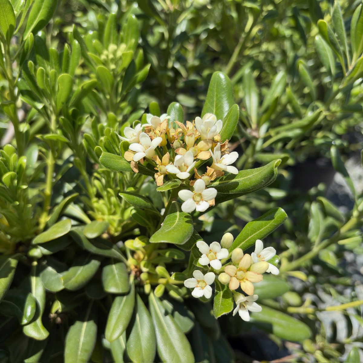 Japanese Mock Orange
