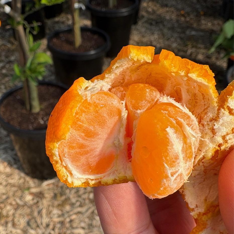 Kishu Seedless Mandarin 