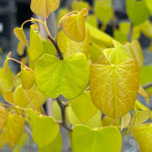 Hearts of Gold Eastern Redbud