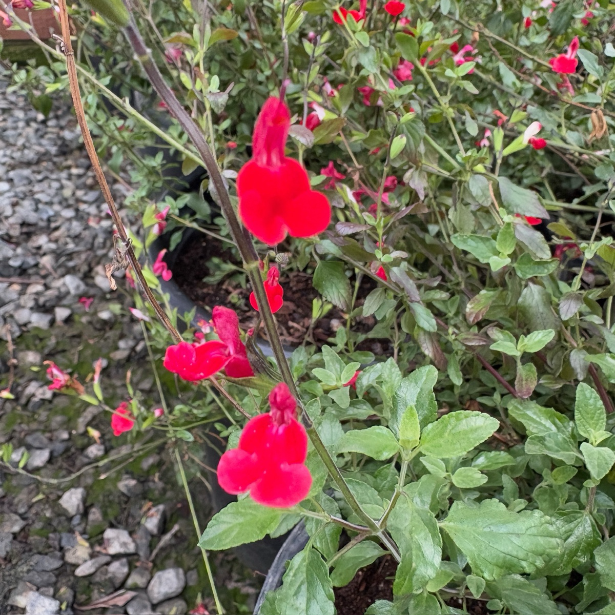 Hot Lips Sage