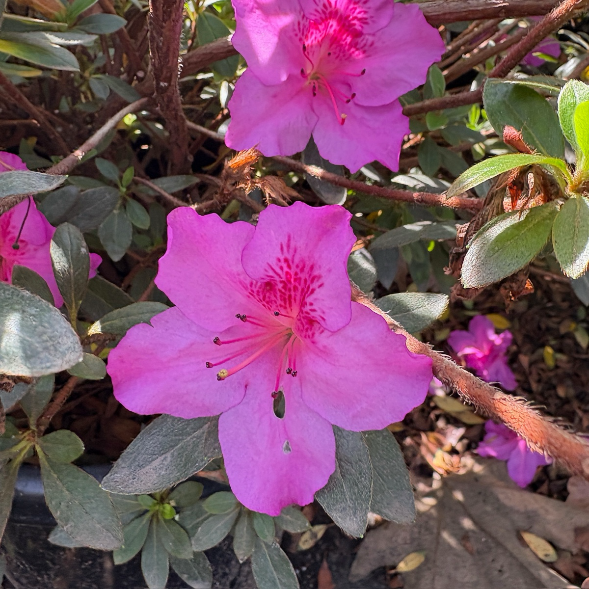 Azalea Tree - Coral Bells Azalea