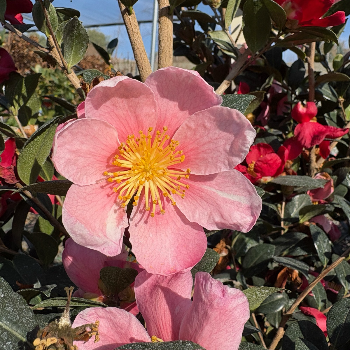 Camellia sasanqua-pink cheer