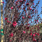 Ruby Glow New Zealand Tea Tree