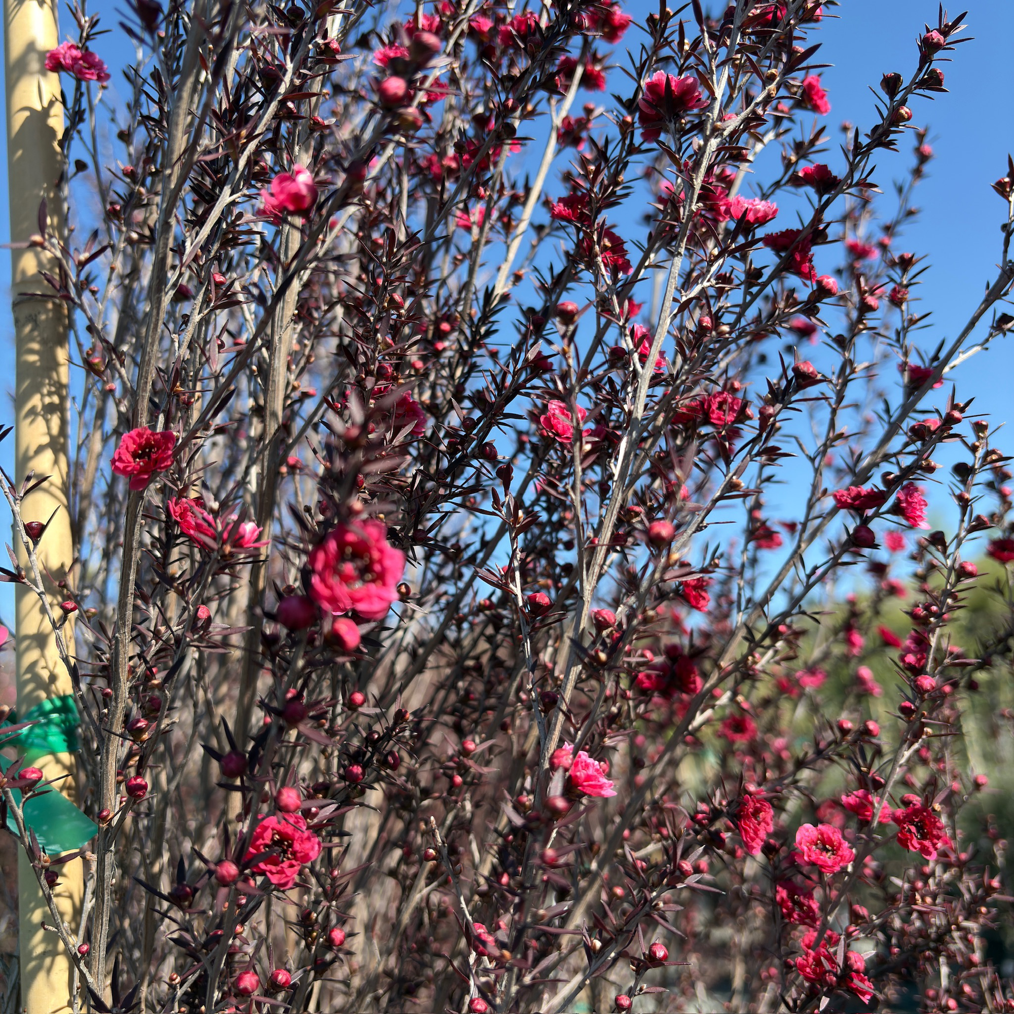Ruby Glow New Zealand Tea Tree