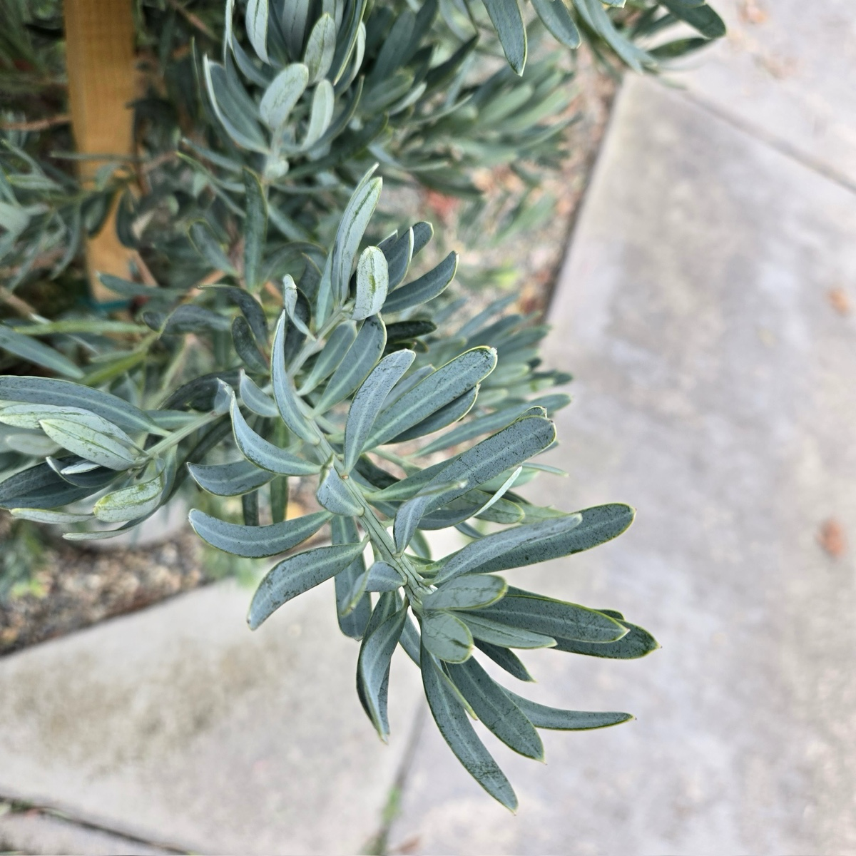Podocarpus 'Glacier Bay'
