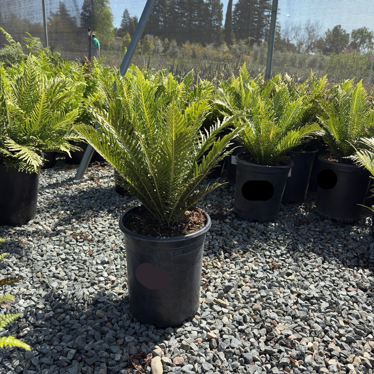 Silver Lady Fern