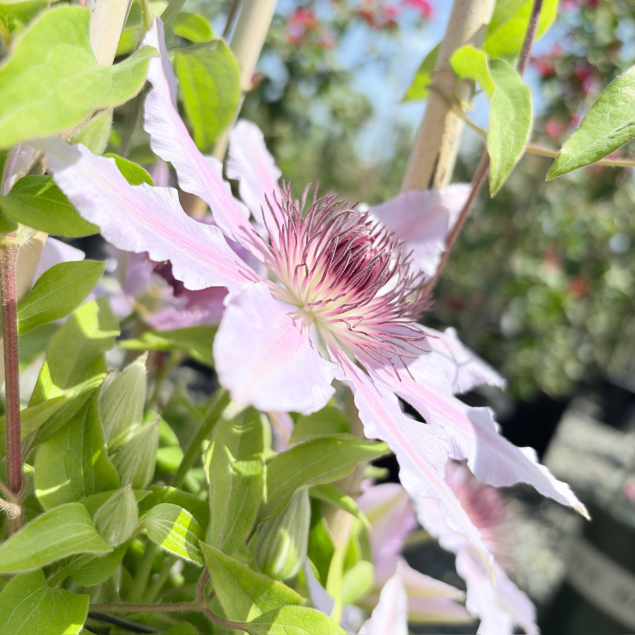 Nelly Moser Clematis