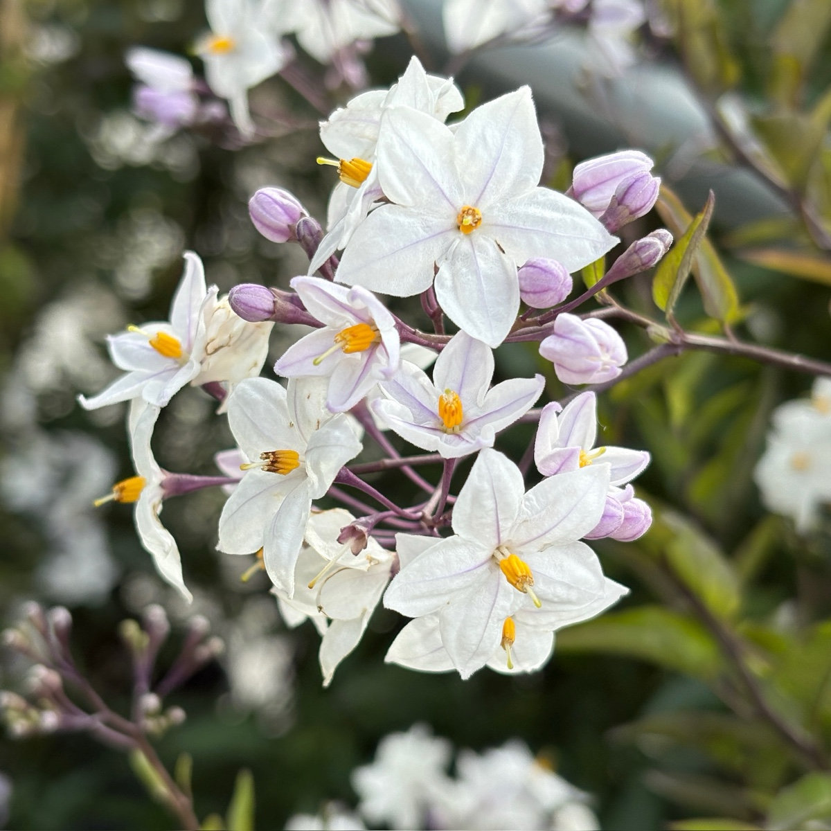 Potato Vine
