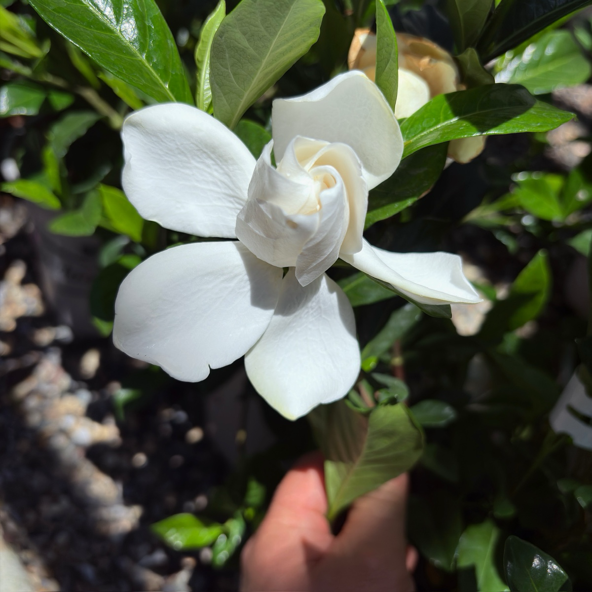 Gardenia August Beauty