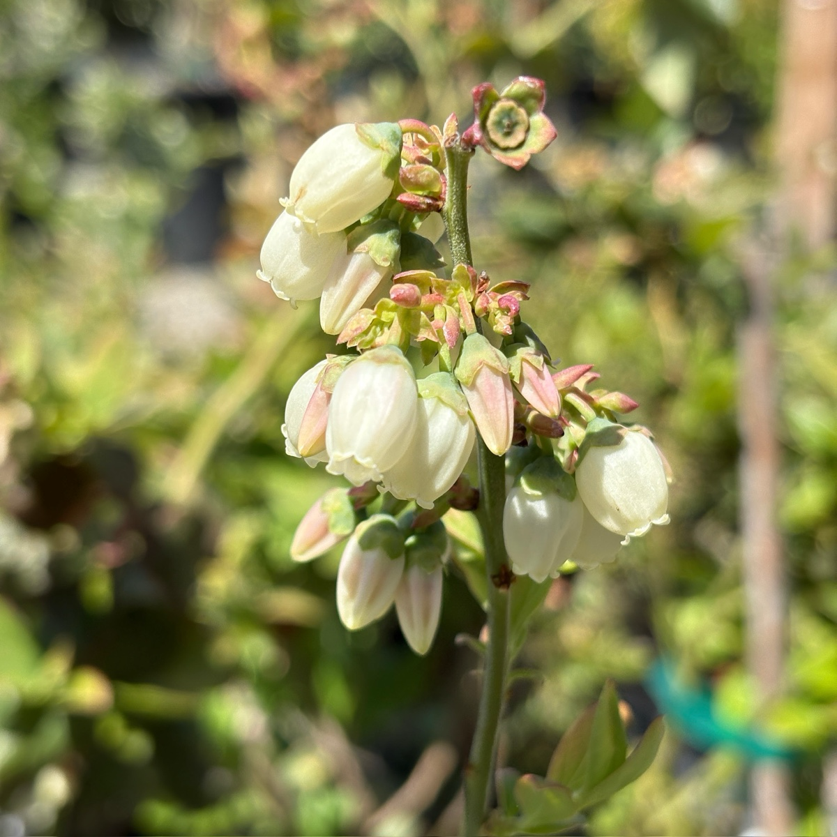 O'Neal Early Shouthern Highbush Season Blueberry