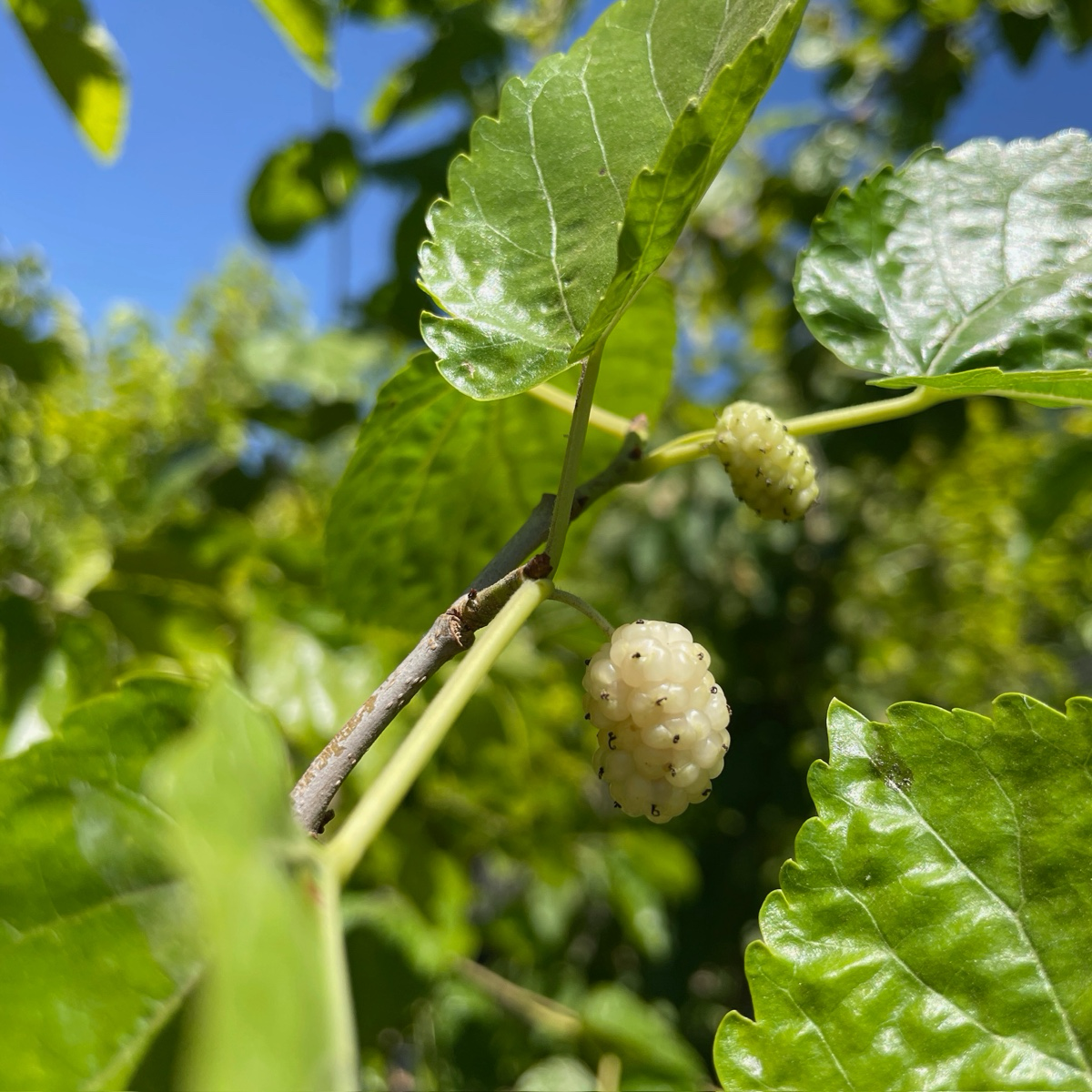Persian White Mulberry