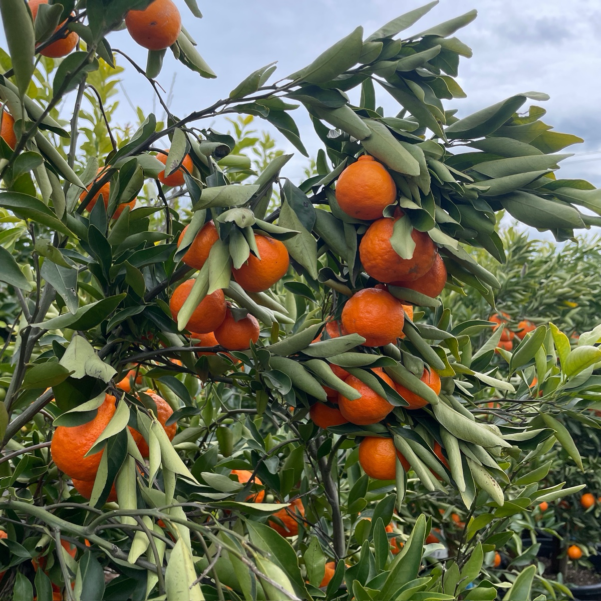 Orange saplings